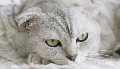 九游.中国官网-体育赛事品牌建设创新策略研究，体育赛事品牌建设创新策略研究论文